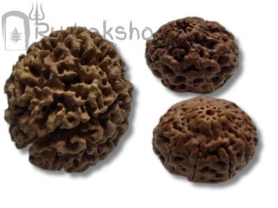 Papua (Hybrid) Rudraksha
